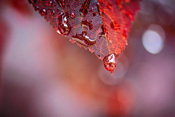 Red Leaf